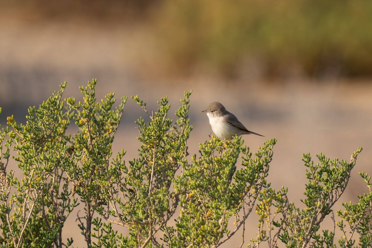 Asian Desert Warbler - ML646230353