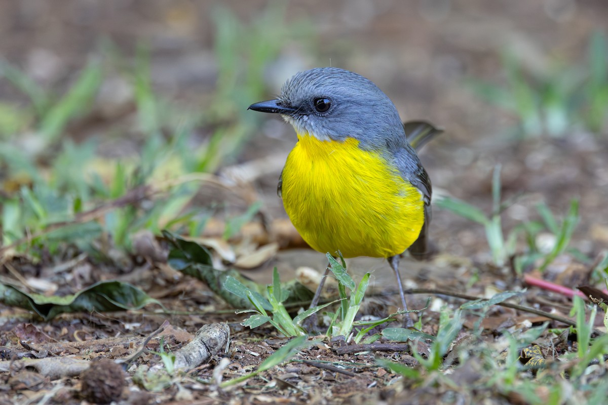 Eastern Yellow Robin - ML646230355