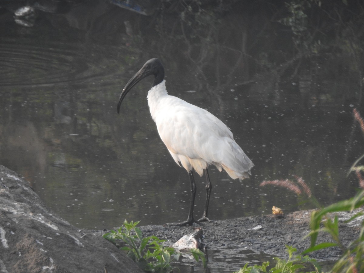 Black-headed Ibis - ML646230357