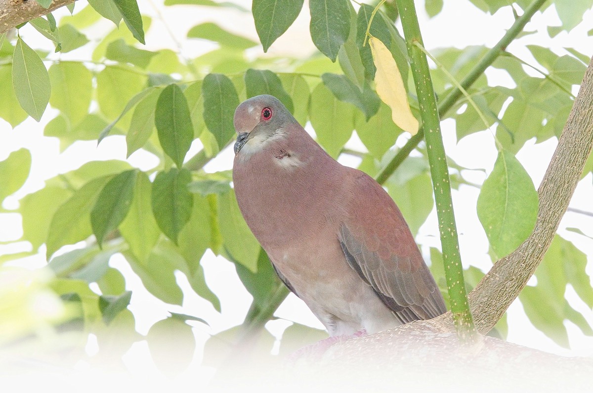 Rotrückentaube - ML646230359