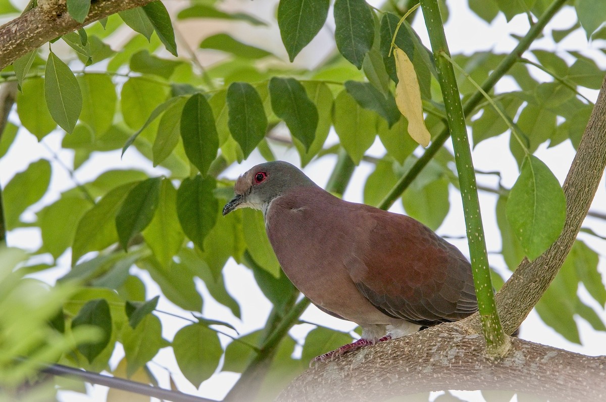 Rotrückentaube - ML646230364