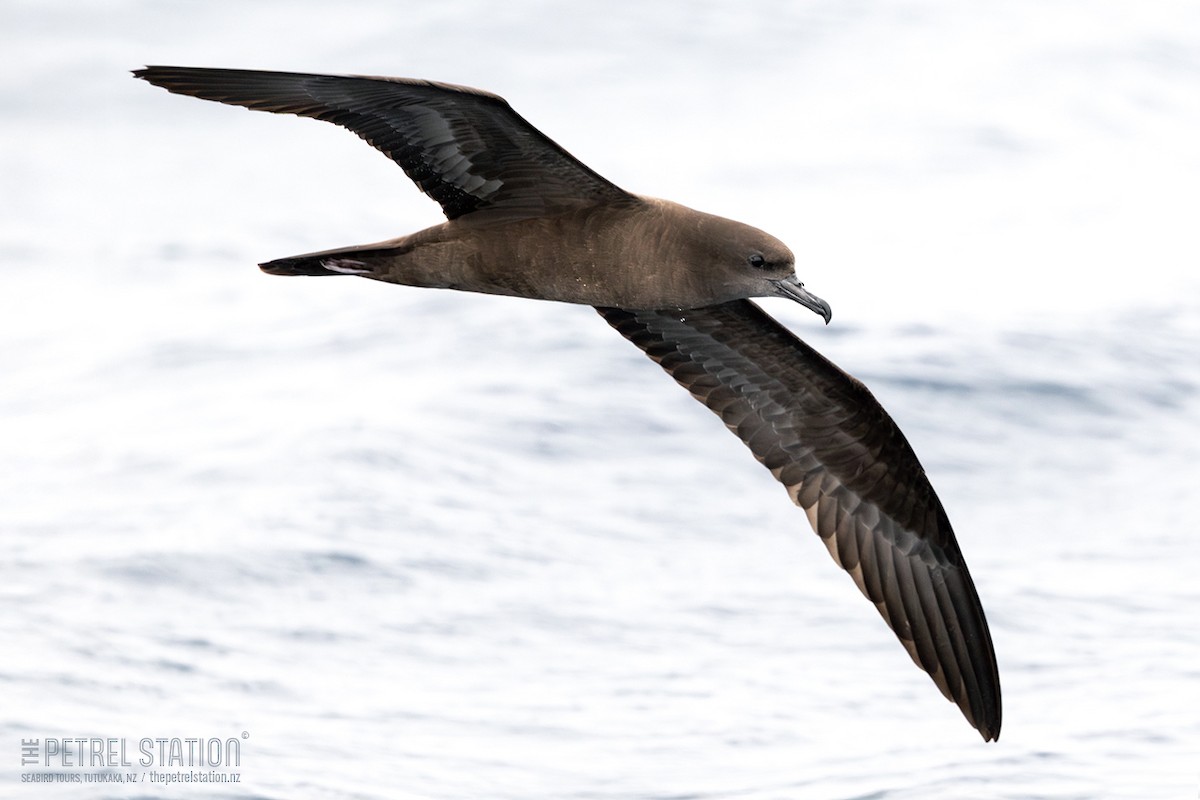 Wedge-tailed Shearwater - ML646230366