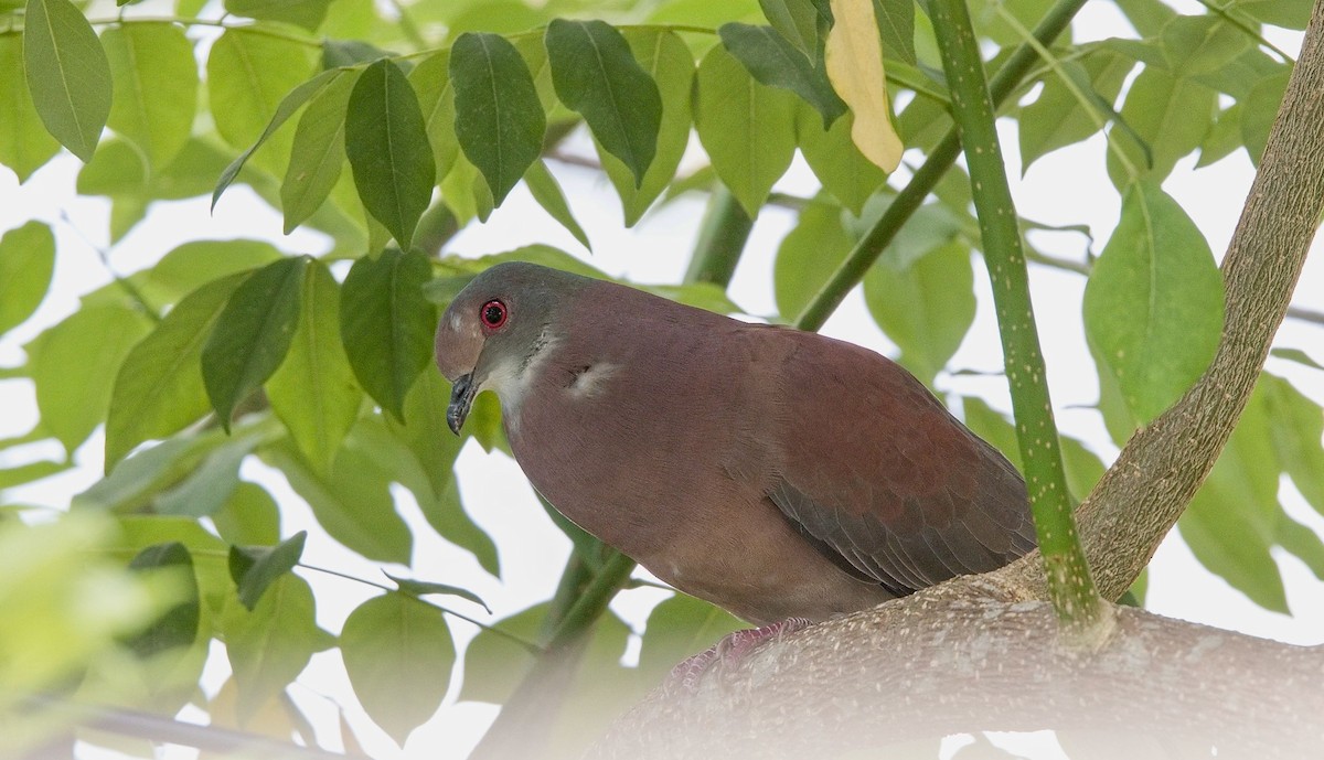 Rotrückentaube - ML646230368