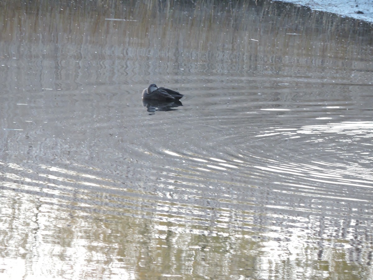 Ahate iluna - ML646230381