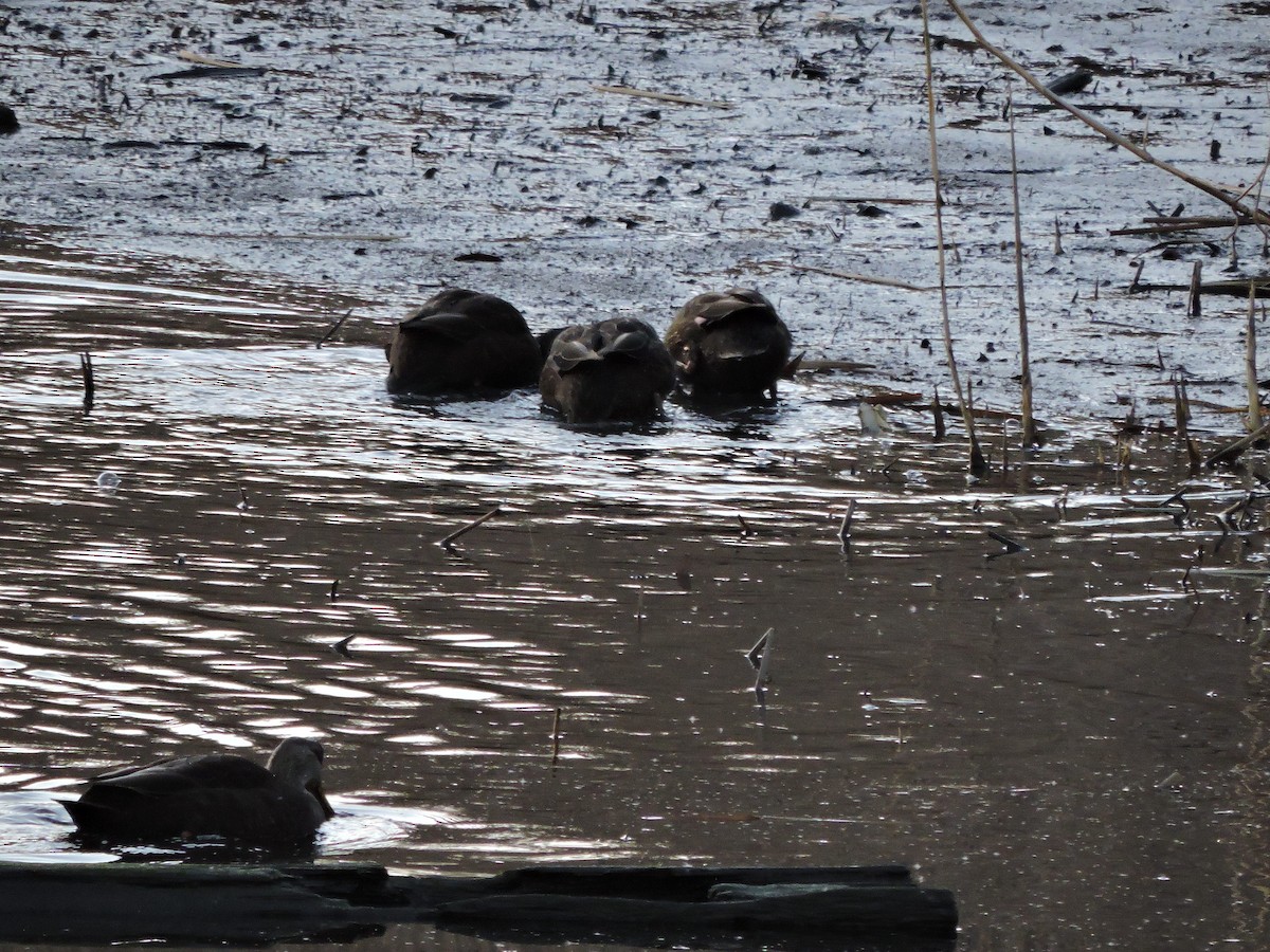 Ahate iluna - ML646230382