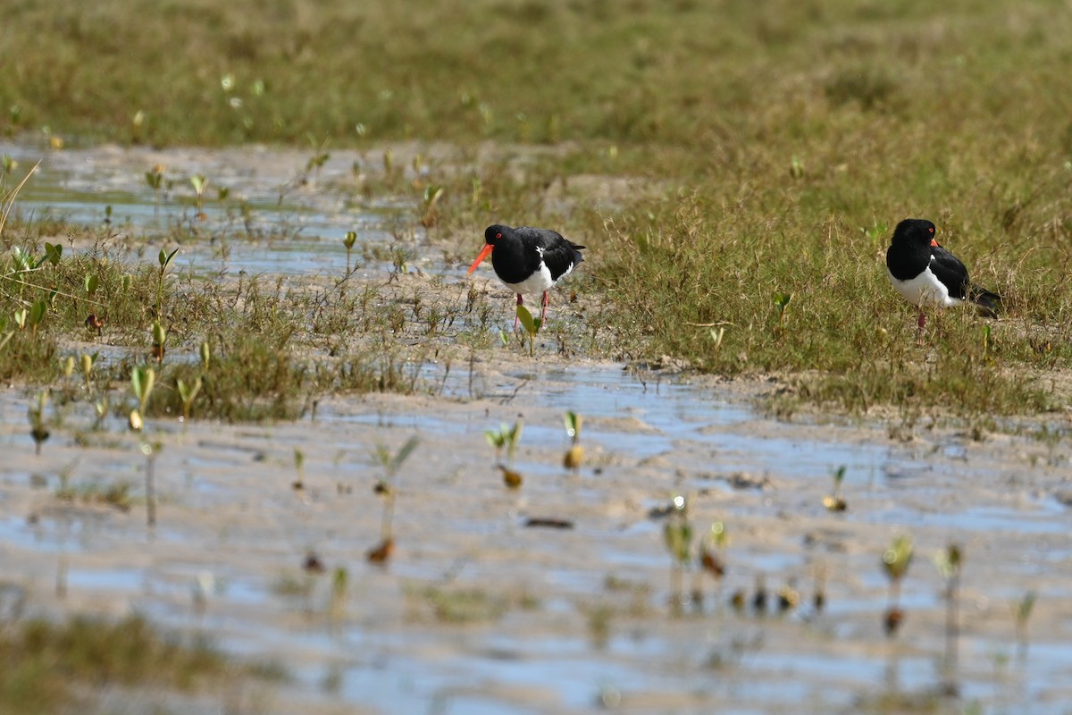 Pied Oystercatcher - ML646230383