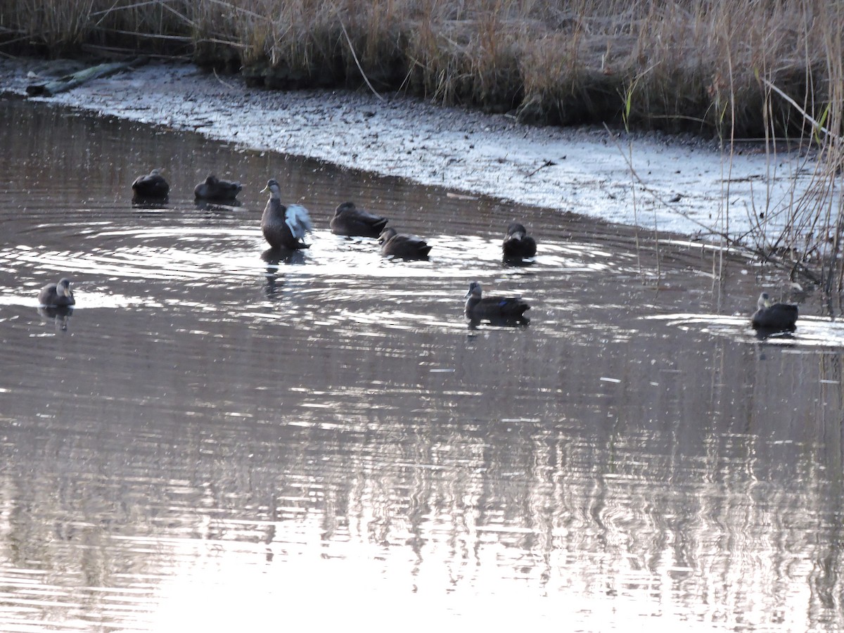 Ahate iluna - ML646230384