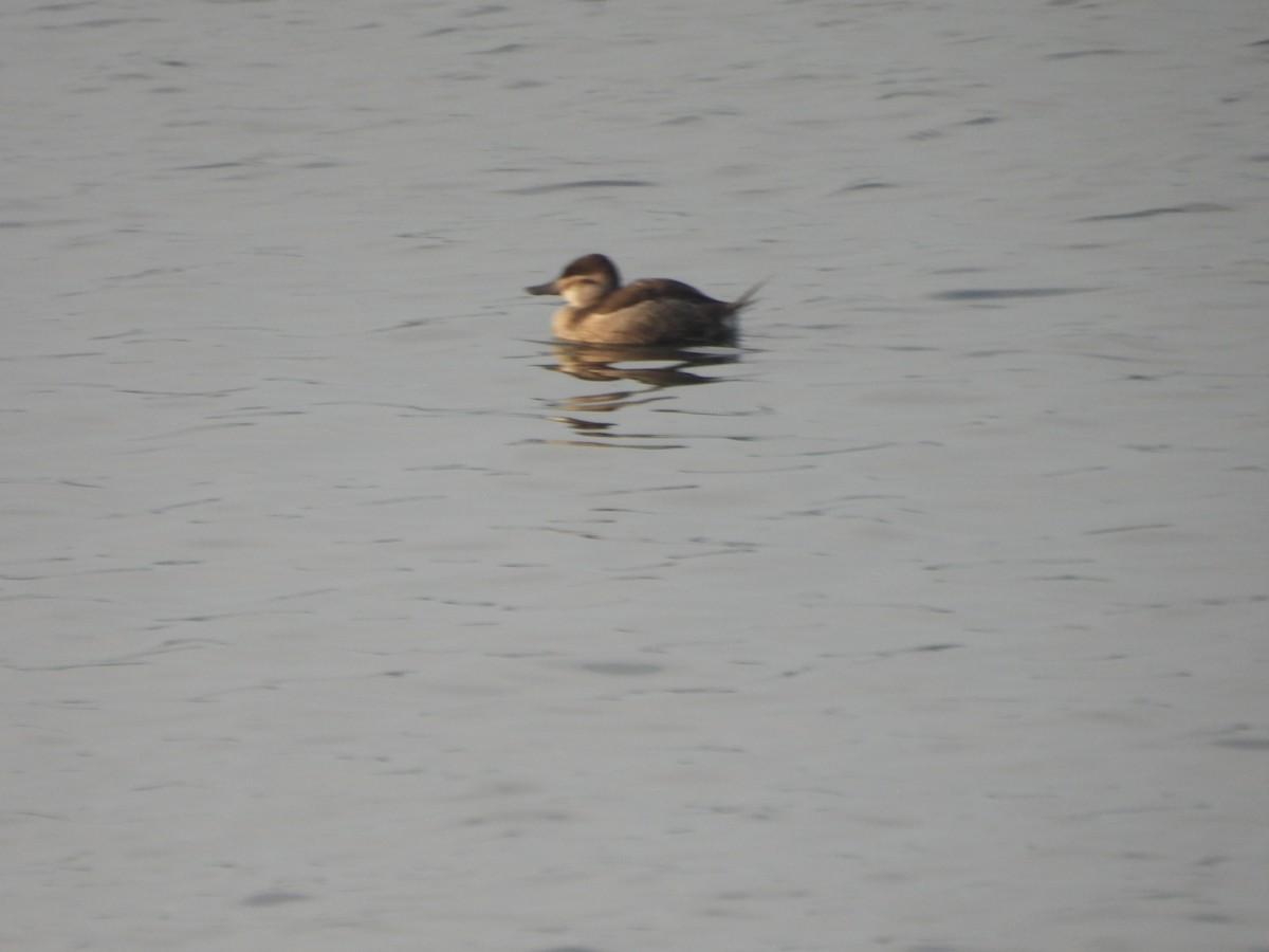 Amerika Dikkuyruğu - ML646230385