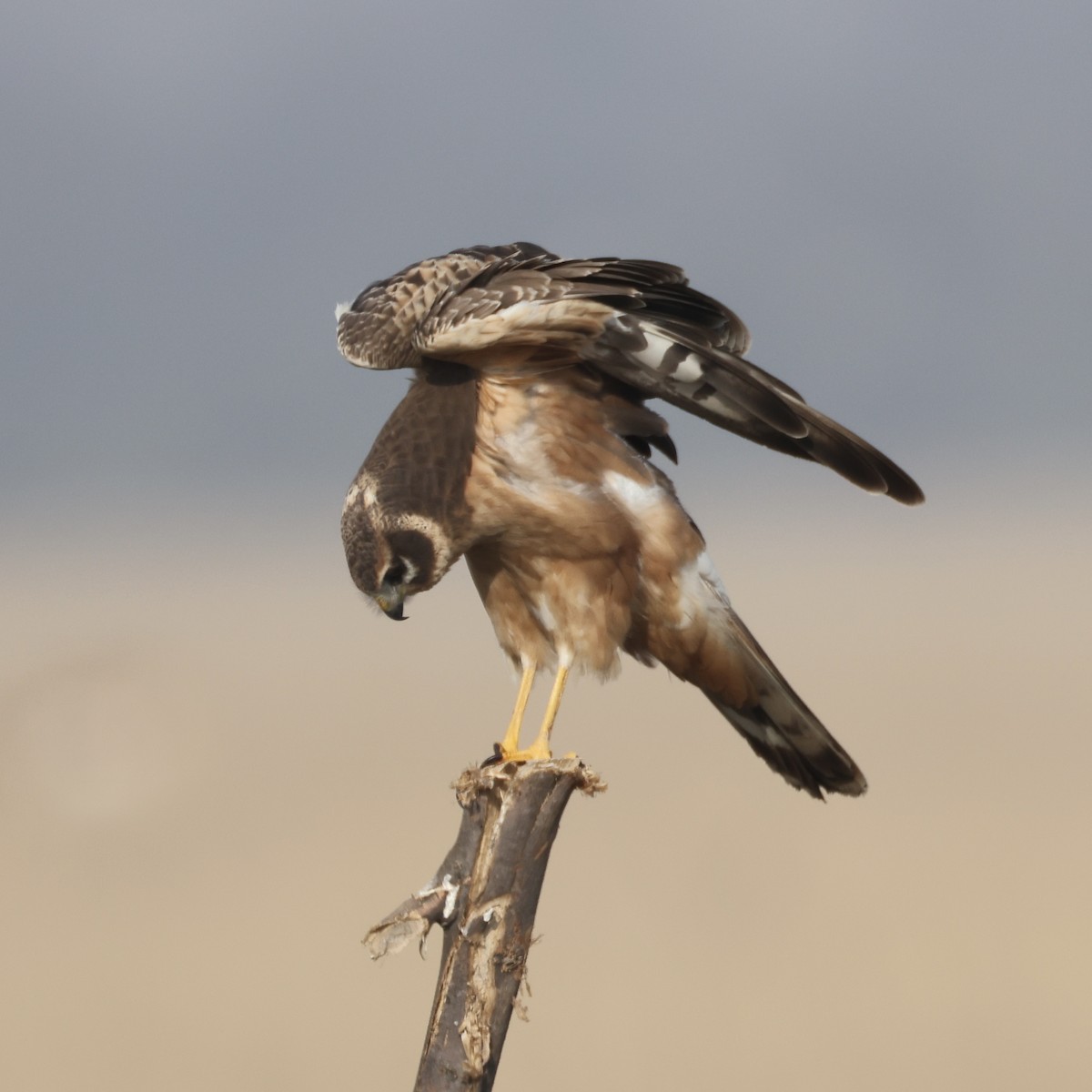 Aguilucho Papialbo - ML646230386