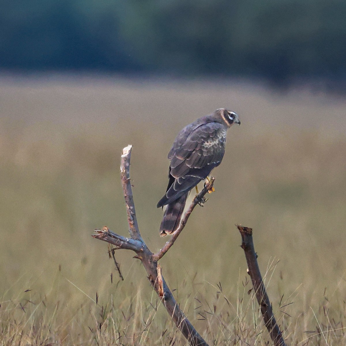 Aguilucho Papialbo - ML646230387