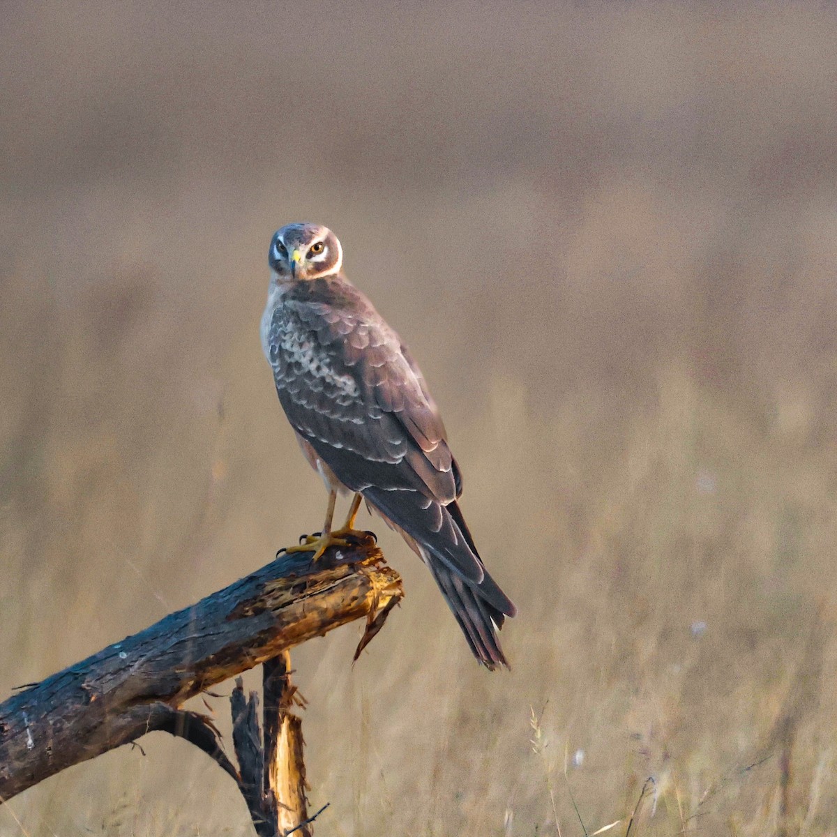 Aguilucho Papialbo - ML646230388
