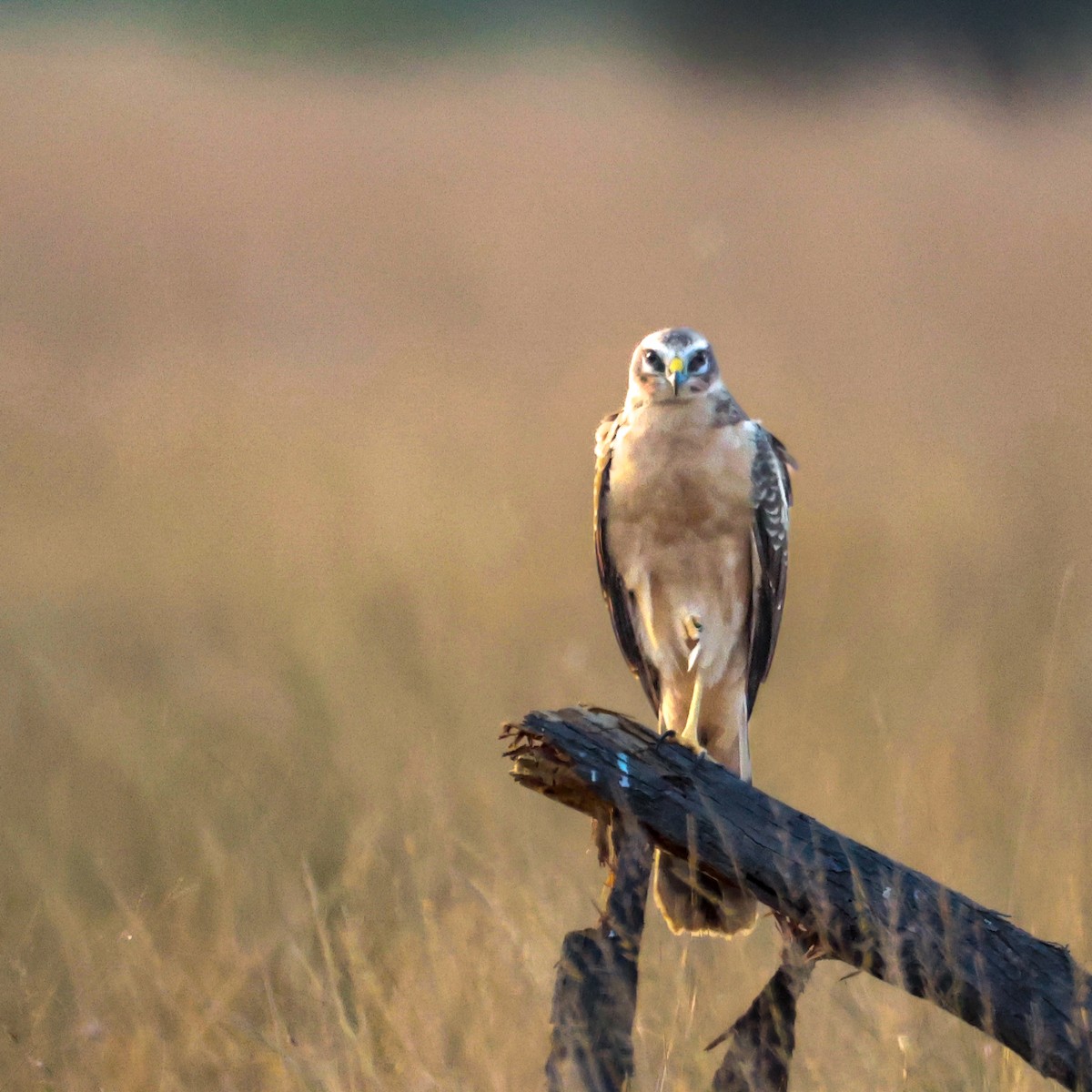 Aguilucho Papialbo - ML646230389