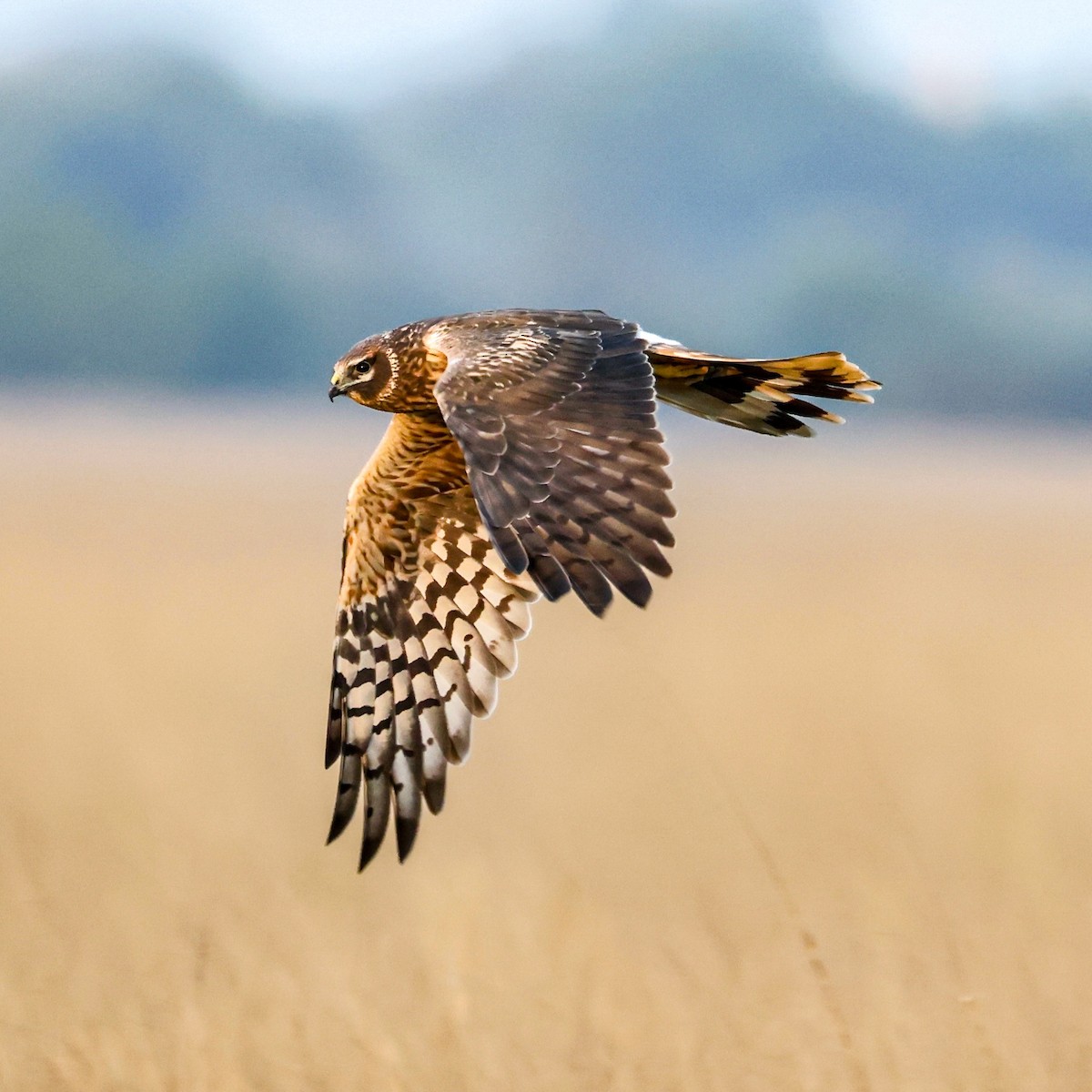 Aguilucho Papialbo - ML646230390