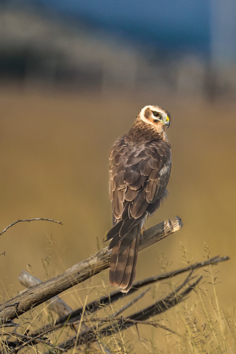 Aguilucho Papialbo - ML646230392