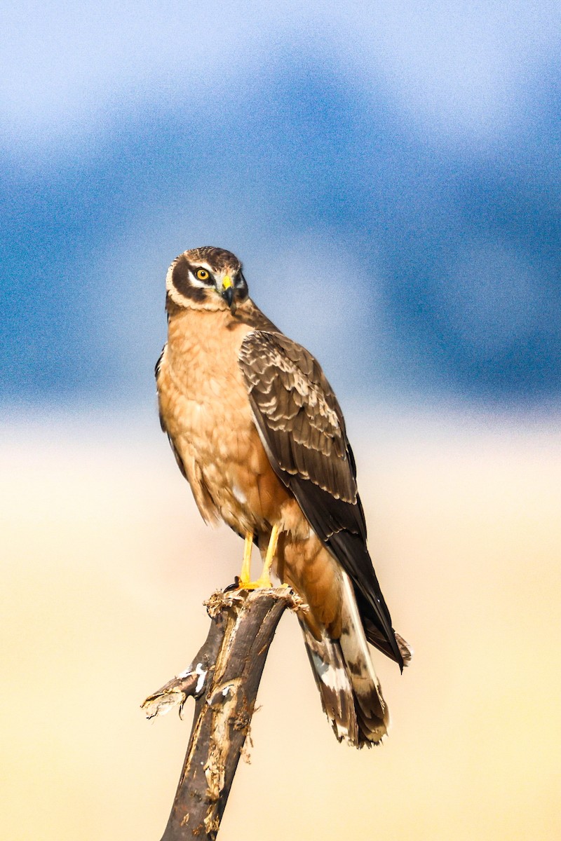 Aguilucho Papialbo - ML646230393