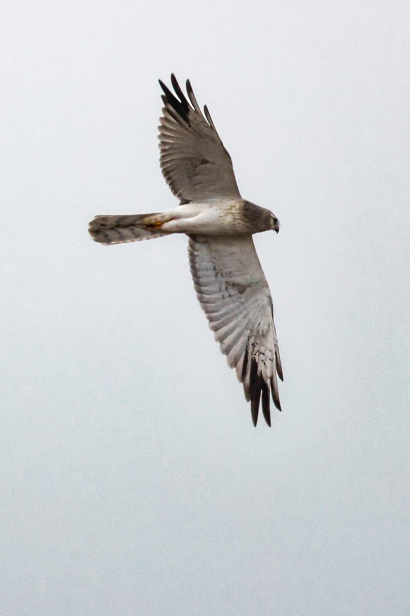 Aguilucho Papialbo - ML646230394
