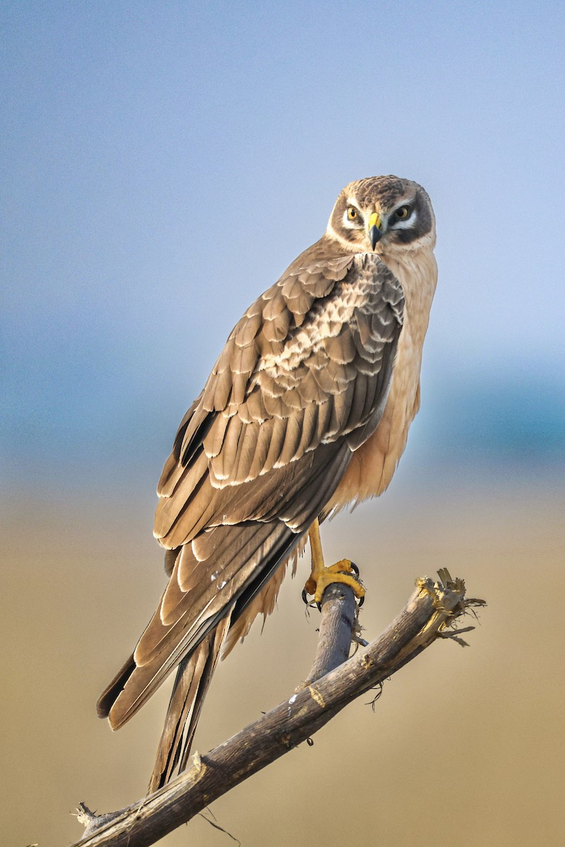 Aguilucho Papialbo - ML646230396