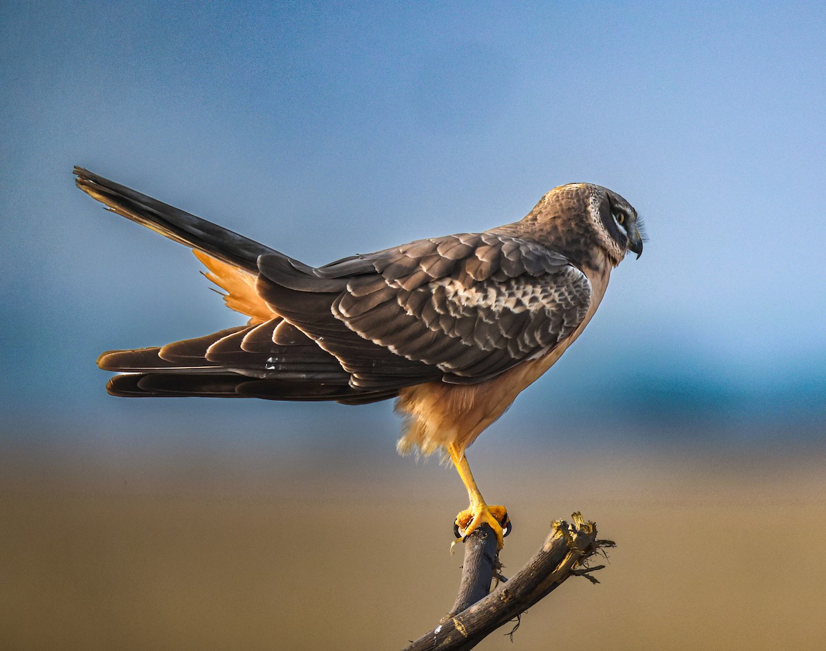 Aguilucho Papialbo - ML646230397