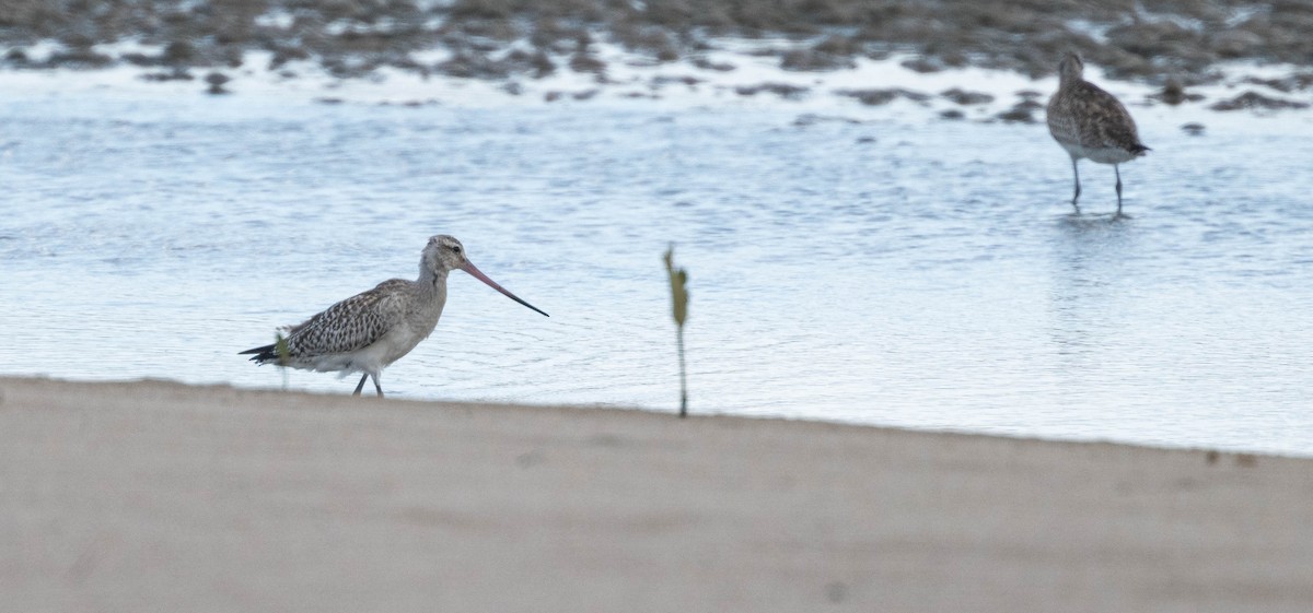 Bar-tailed Godwit - ML646230400