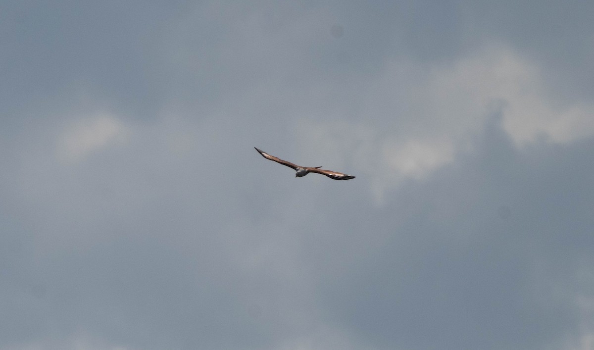 Brahminy Kite - ML646230409