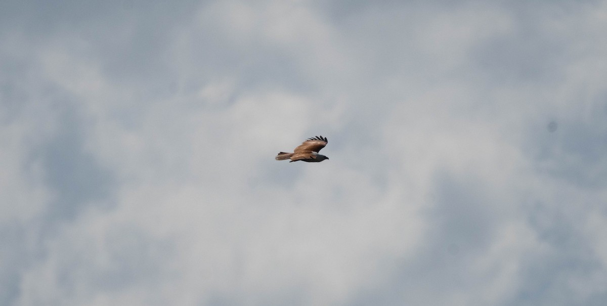 Brahminy Kite - ML646230410