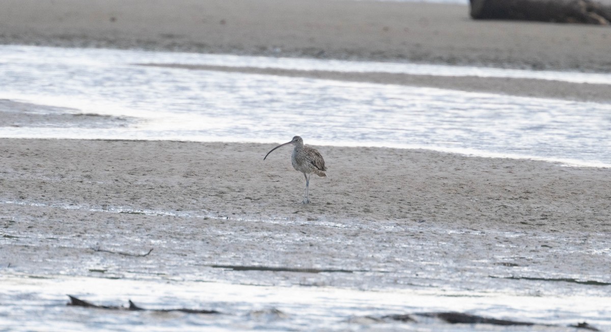 Far Eastern Curlew - ML646230412