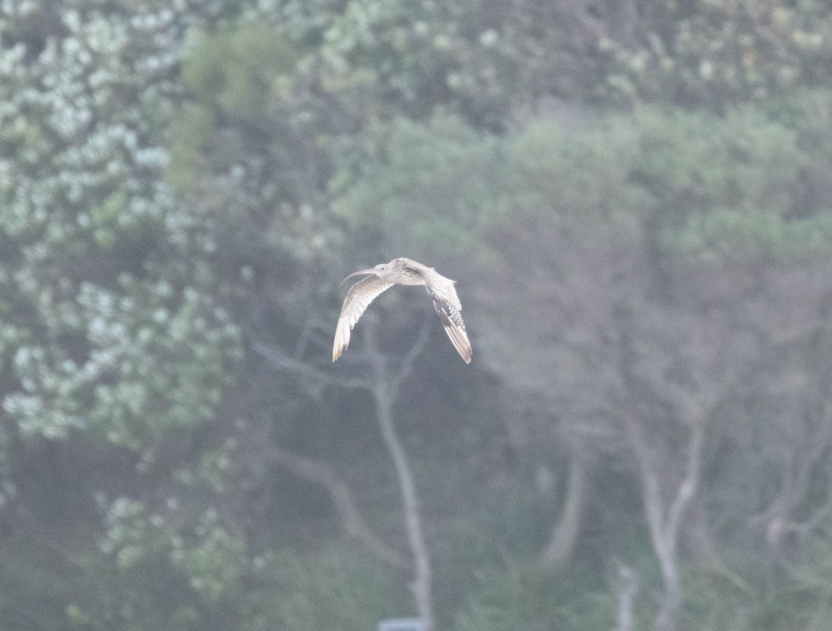 Far Eastern Curlew - ML646230413