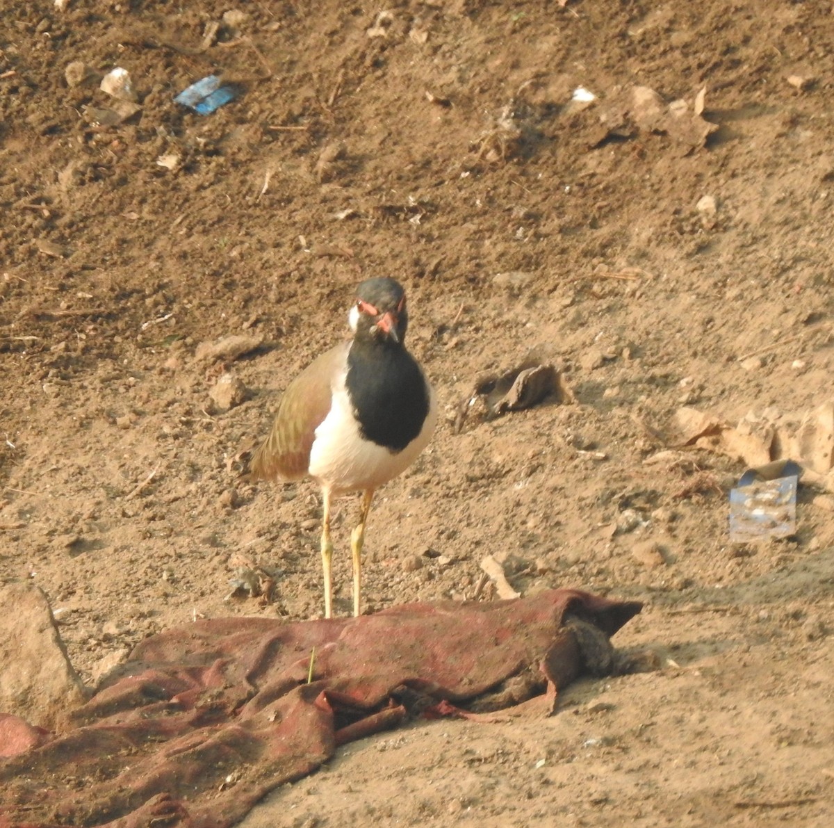 Red-wattled Lapwing - ML646230417
