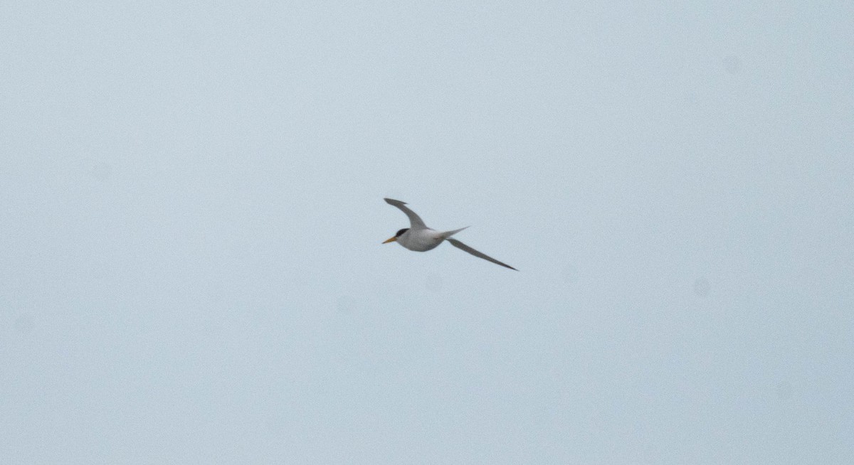 Little Tern - ML646230423