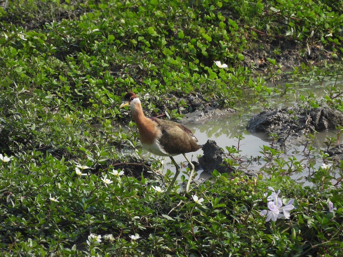 ostnák hnědoocasý - ML646230425