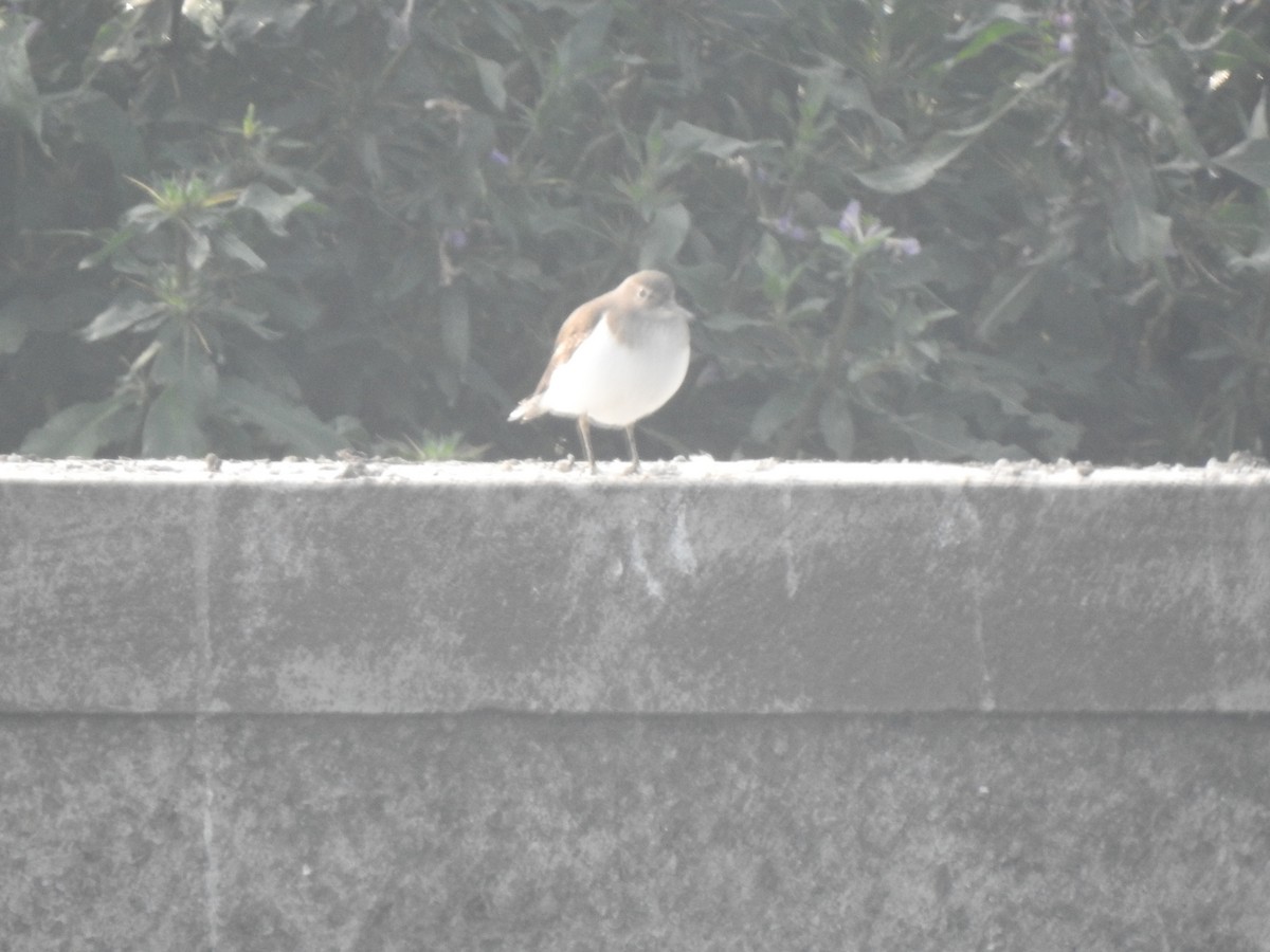 Common Sandpiper - ML646230426