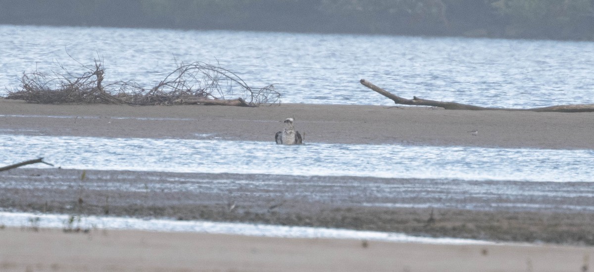 Osprey - ML646230427