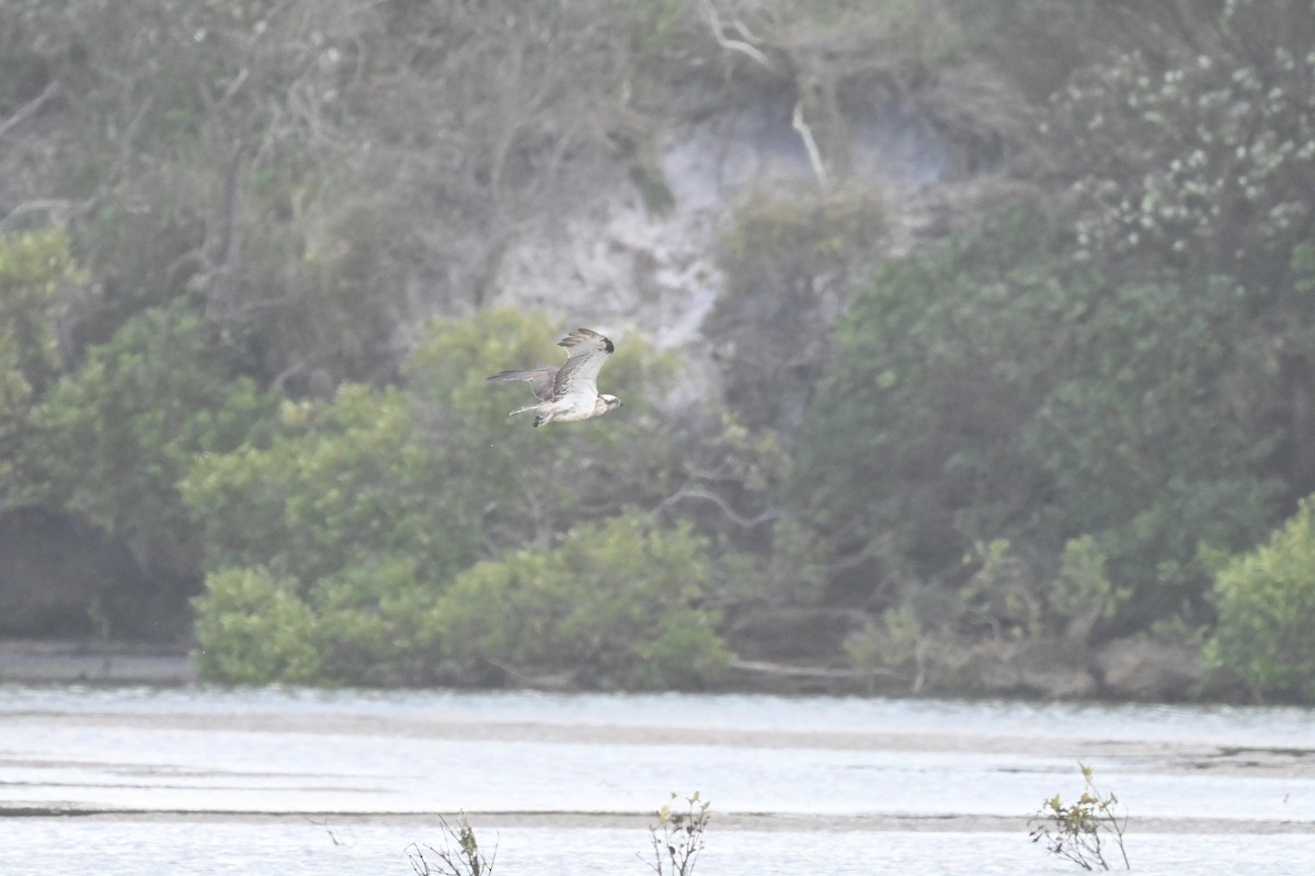 Osprey - ML646230428