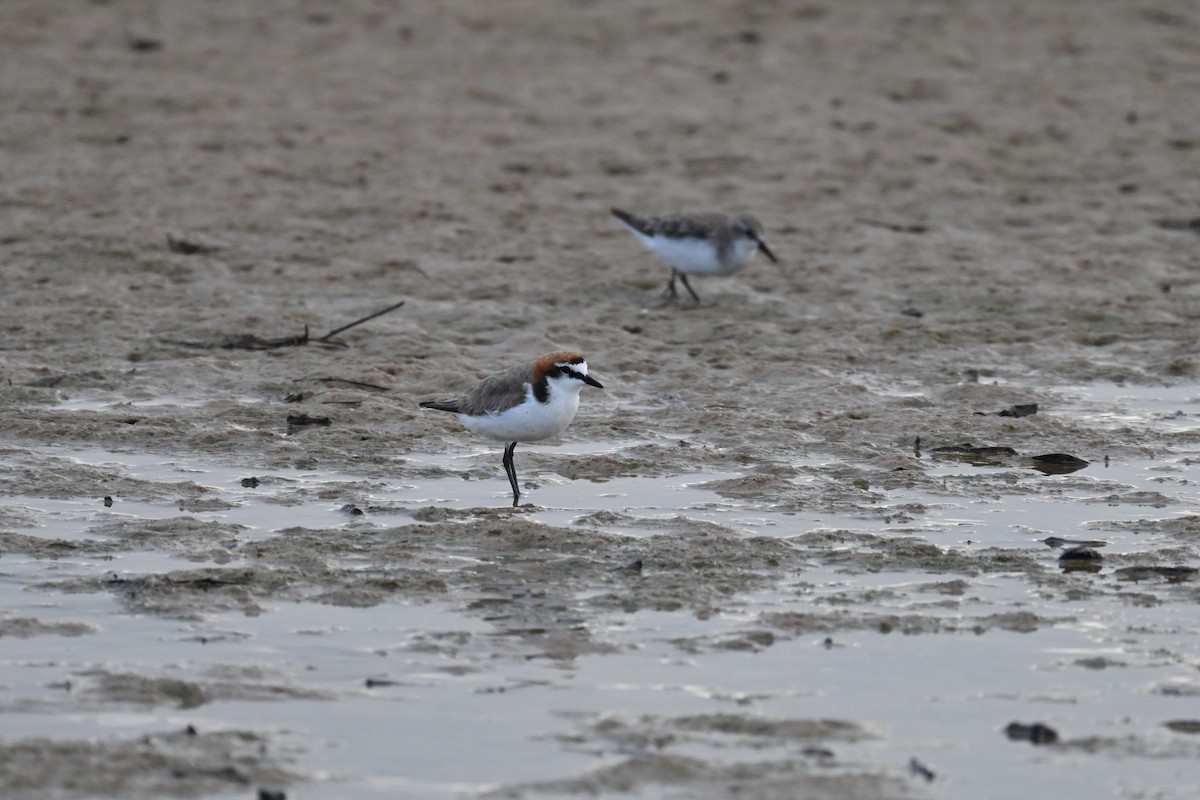 Red-capped Plover - ML646230440