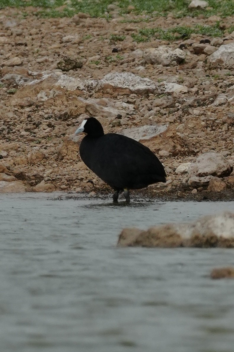Red-knobbed Coot - ML646230442