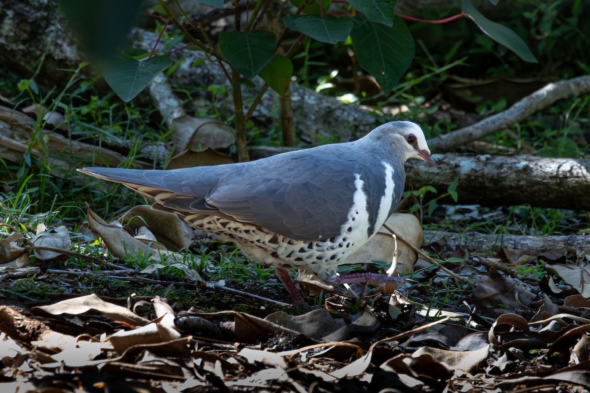 Wonga Pigeon - ML646230446