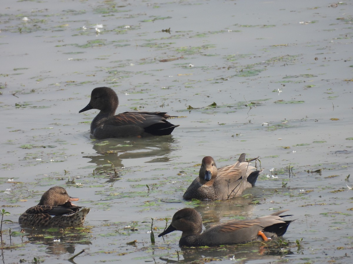kopřivka obecná - ML646230452