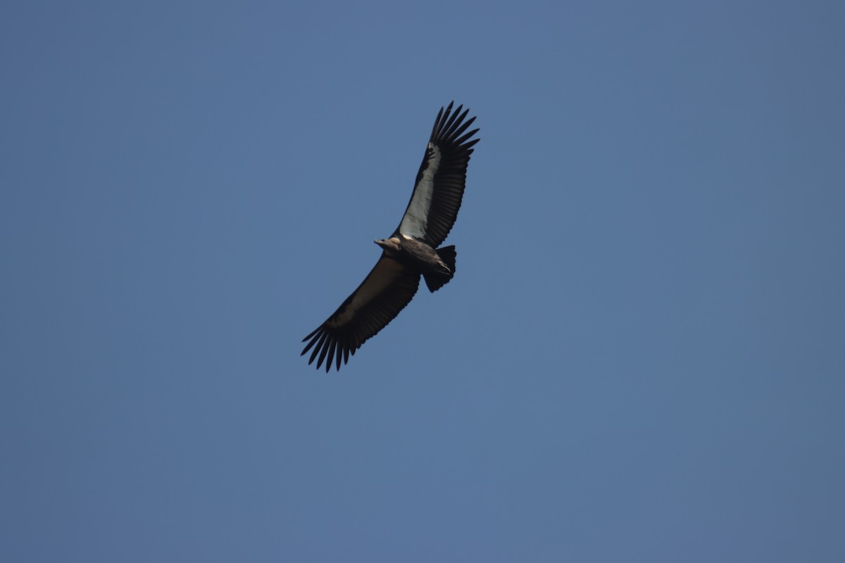 White-rumped Vulture - ML646230456