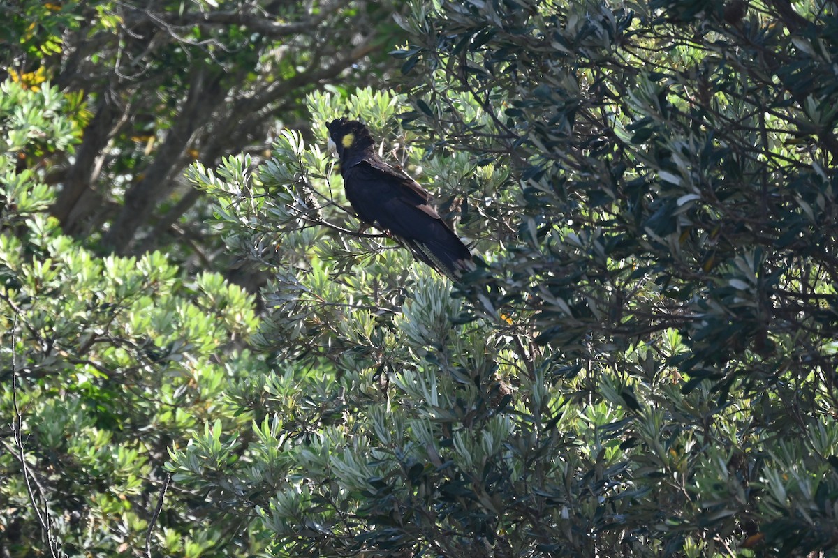 Yellow-tailed Black-Cockatoo - ML646230457