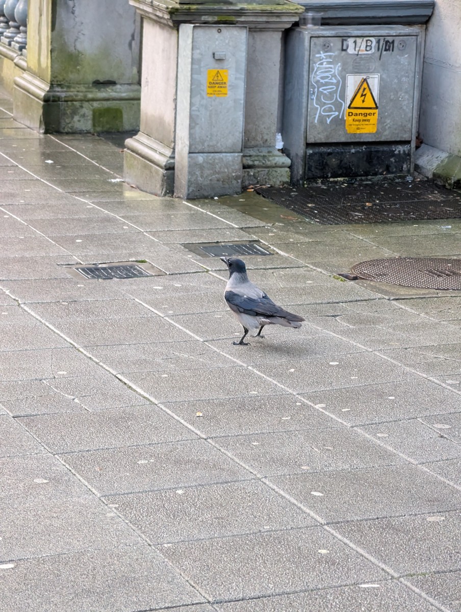 vrána šedá - ML646230464