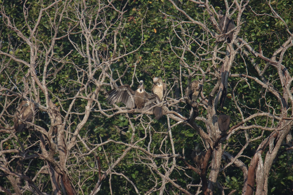 Eurasian Griffon - ML646230466