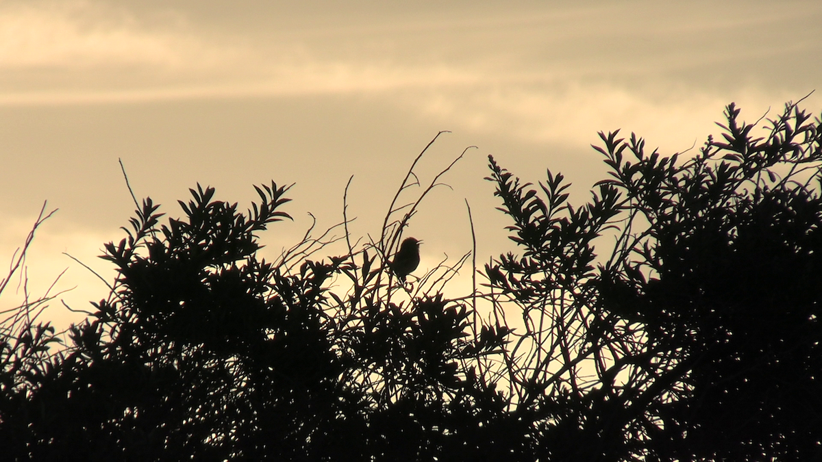 Karoo Prinia - ML646230468