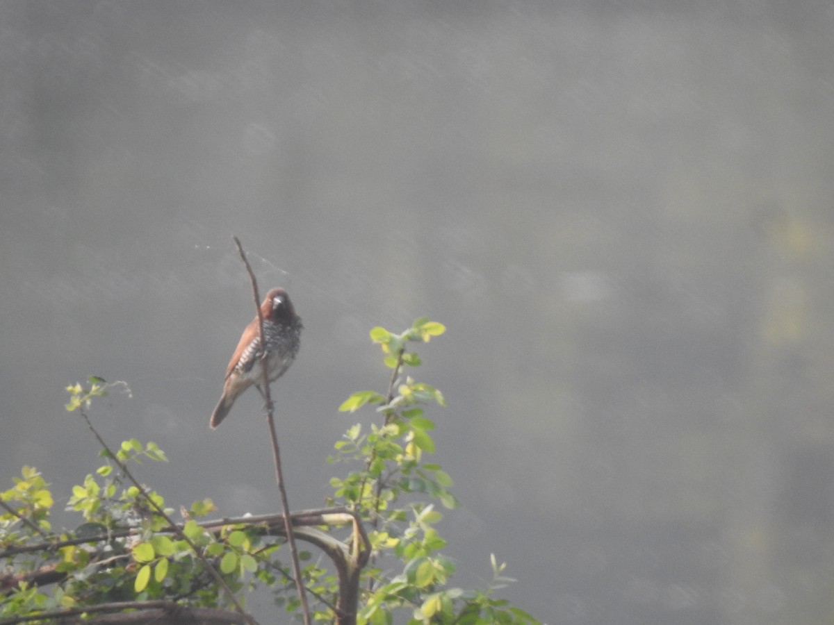 Scaly-breasted Munia - ML646230478