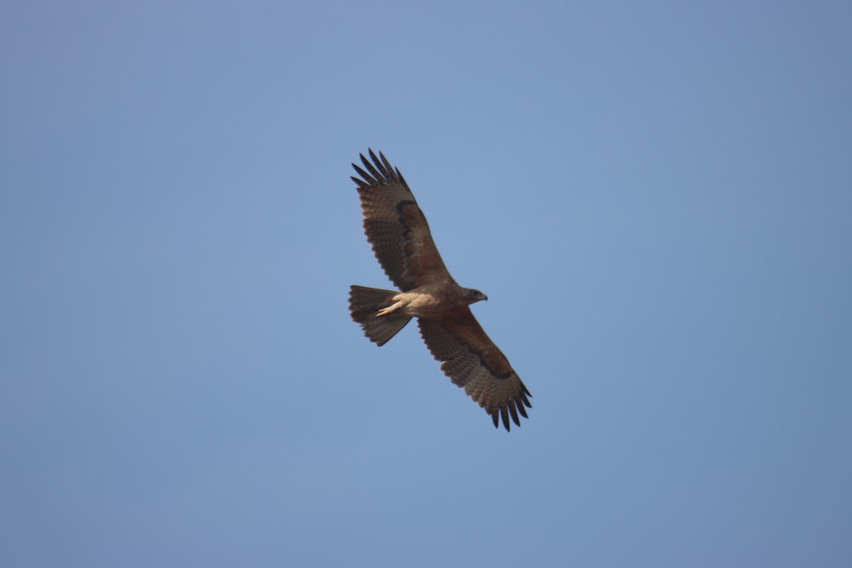 Bonelli's Eagle - ML646230479