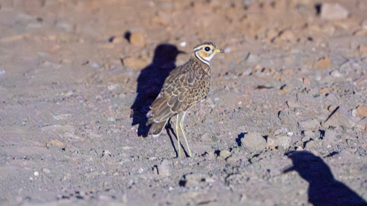 Courvite à triple collier - ML646230480