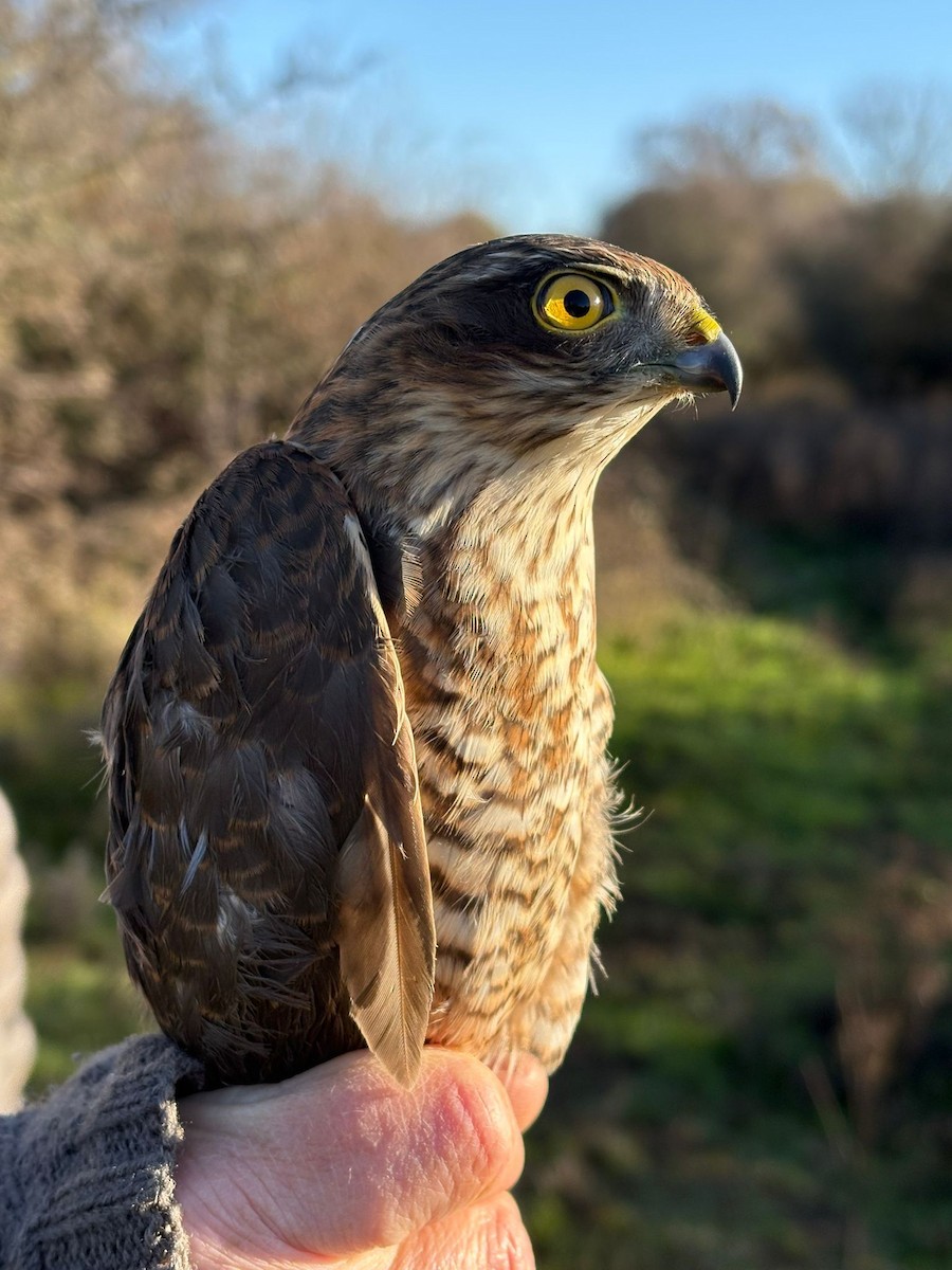Eurasian Sparrowhawk - ML646230484