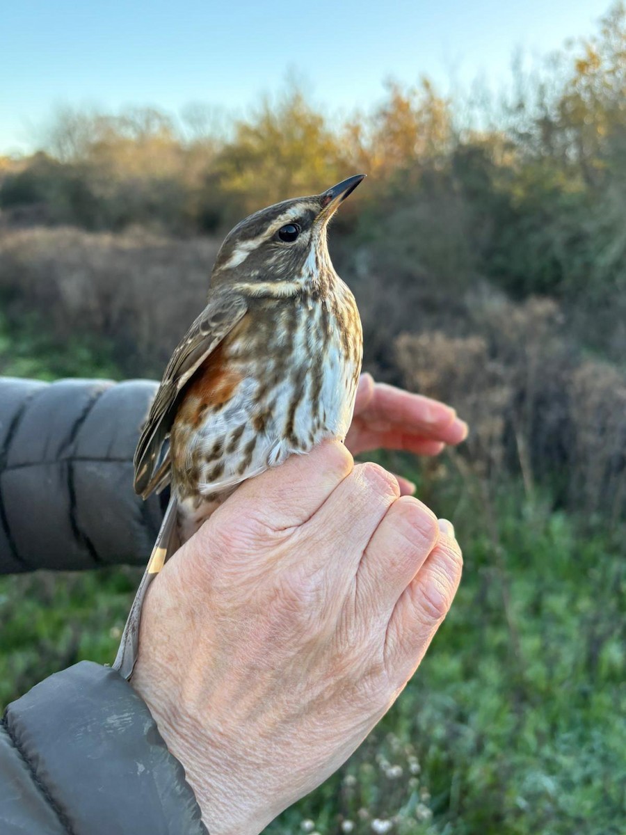 Redwing - ML646230488