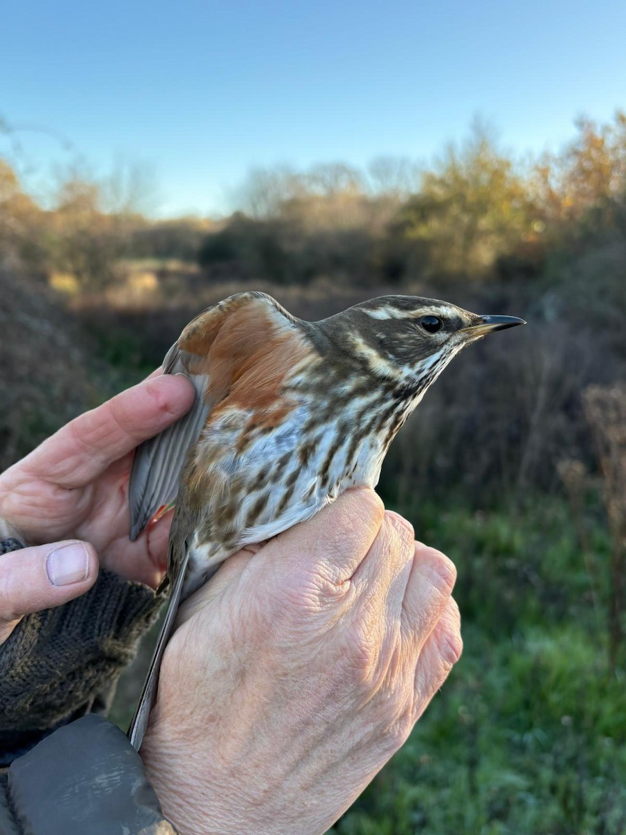 Redwing - ML646230489