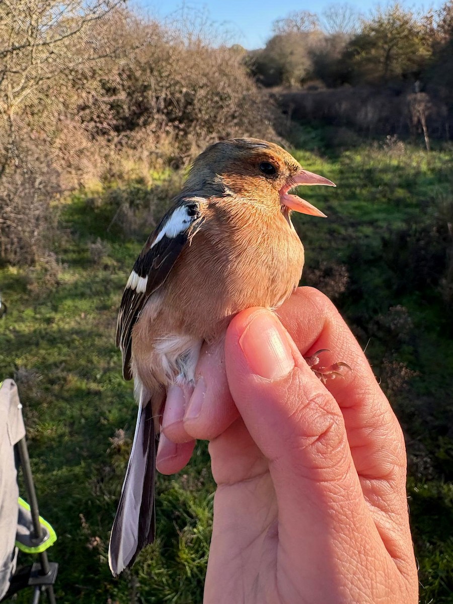 Common Chaffinch - ML646230492