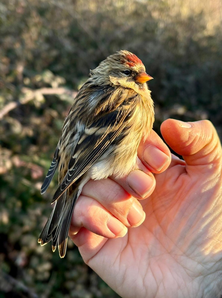 Redpoll - ML646230493